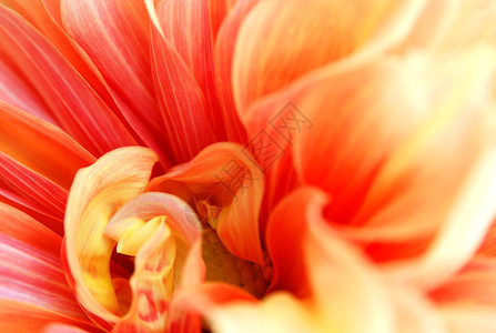 抽象花卉背景图片