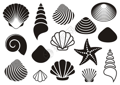 套不同的黑海贝壳和海星图片