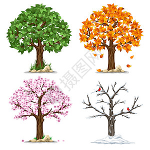 树在四个季节春天夏天秋天冬天矢量图在白图片