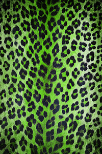 绿色野生动物皮纹背景图片