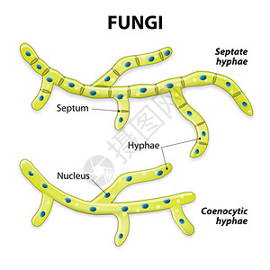 鲜金针菇菌类基于细胞分裂的分类有隔膜的菌丝设计图片