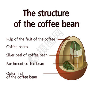 咖啡豆的结构矢量图片