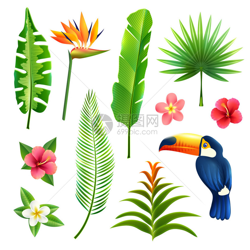 热带花园叶和花朵配有土干鸟孤立图片