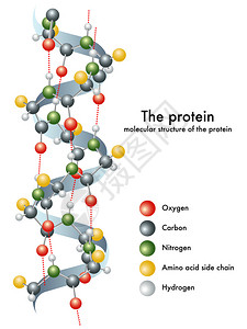 说明蛋白质的分子结构图片