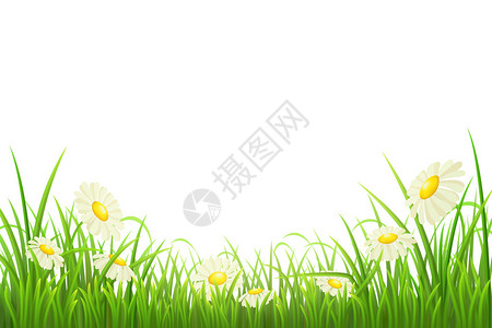 绿草与雏菊白色矢量图图片