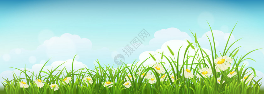 带绿草花稻和天空的春草背景图片