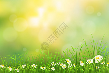 春天的自然背景与绿草和洋甘菊图片