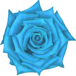 白色背景上孤立的蓝色玫瑰背景图片
