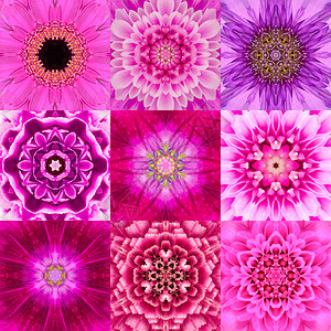 九种紫色同心花丛书集万花筒共心设计背景图片