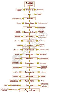 人类从有机体进化到现代人类的生命之树图片