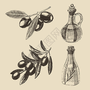 橄榄树枝和橄榄瓶子手工组装的手画矢图片