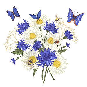 夏季复古花束贺卡与盛开的洋甘菊瓢虫雏菊矢车菊大黄蜂和蓝蝴蝶白色背背景图片