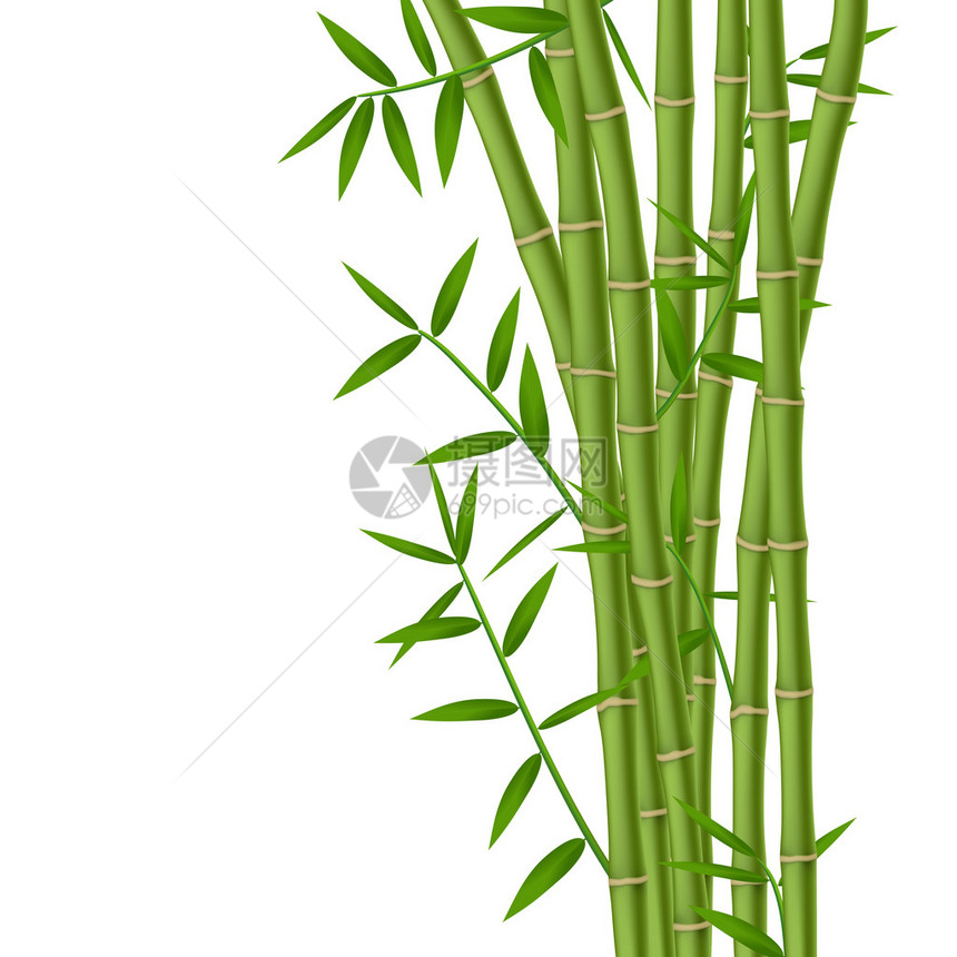 绿竹茎与叶子隔离在白色背景图片