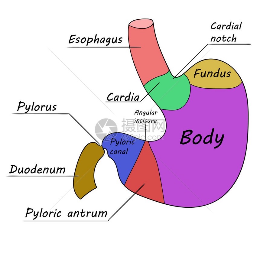 人类胃矢量插图图片