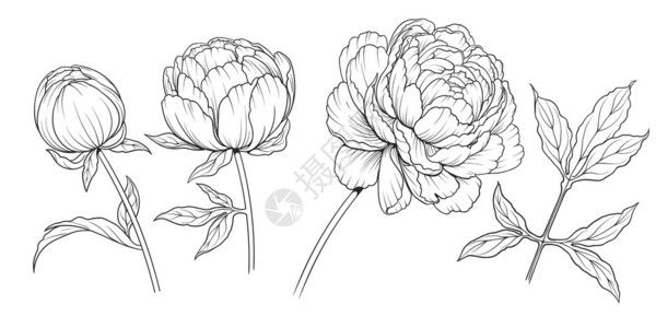 牡丹花的黑白墨水插图图片