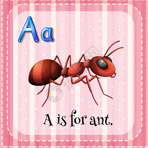 抽认卡A用于蚂蚁插图图片