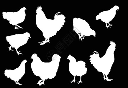 插图与不同的白鸡和公鸡剪影图片