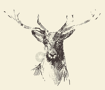 鹿雕刻风格复古插画手绘素描图片