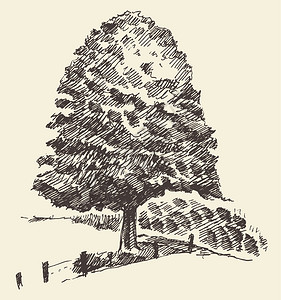 老树复古插画刻复古风格手绘素描图片