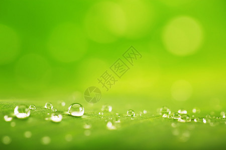 绿叶纹理和水滴的抽象背景图片