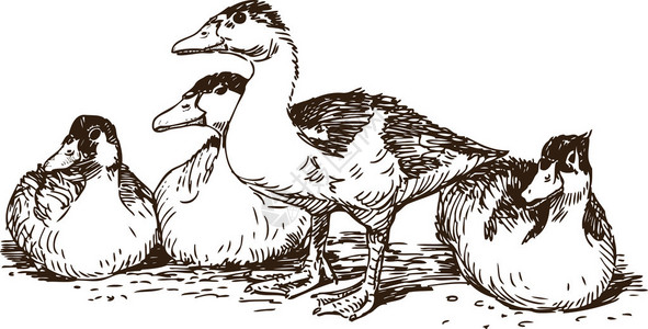 鸭边腿四只野鸭的矢量图像插画