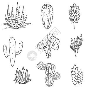 多肉植物仙人掌植物矢量集植物黑白沙漠植物群集合家庭花图片