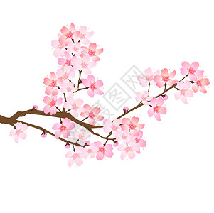 春樱花圣像图片
