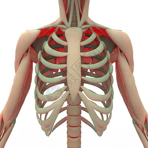 3D人体肌肉用Skel图片