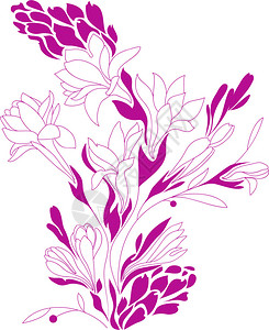 花的轮廓图画光影植物Tuberose设图片