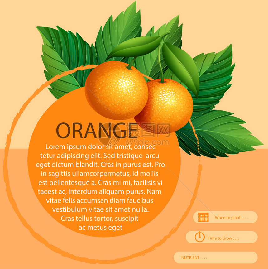 带有新鲜橙子插图的信息图表设计