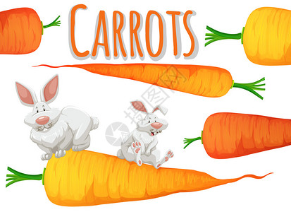 新鲜胡萝卜和两只插画图片