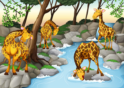 四只长颈鹿从河里喝水插图图片