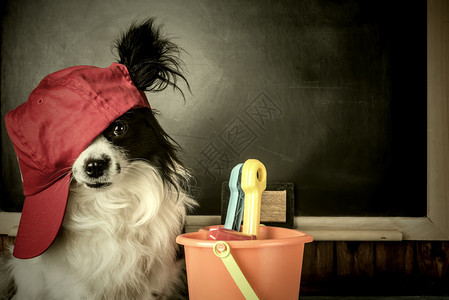 狗作为学校教师或学生思考暑假图片