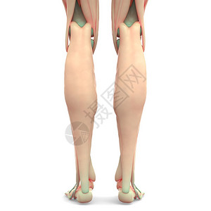 人体腿部肌肉的3D插图图片