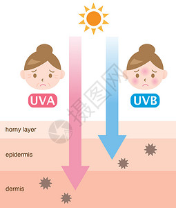 信息图表皮肤插图UVA和UVB射线穿透之间的区别图片