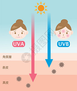 uvb信息图表皮肤插图UVA和UVB射线穿透之间的区别插画