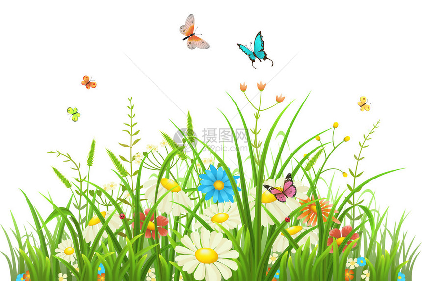 绿草与花朵和蝴蝶隔离在白色图片