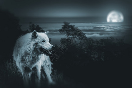 满月之夜的白色阿尔法狼在荒野中寻找猎物图片