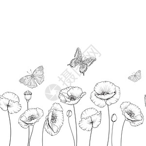 春天花背景与蝴蝶黑白轮廓飞蝶卡白上孤立的背景图片