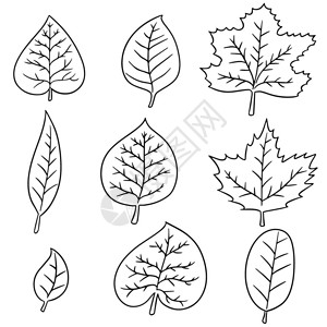 叶矢量组图片