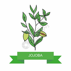 果实的Jojoba分图片