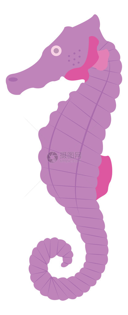 紫色海马卡通矢量图图片