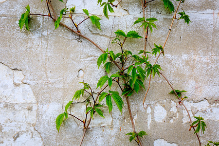 绿色植物和老墙抽象背景图片