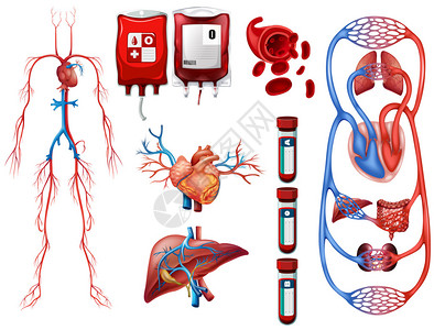 血型和呼吸系统图图片