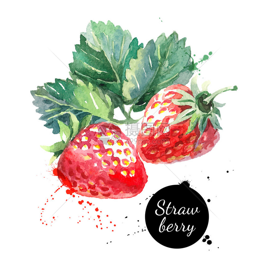 手绘水彩画草莓在白色背景上浆果的矢量插图图片