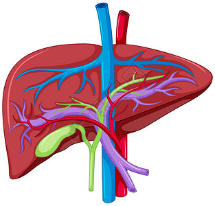肝脏解剖图的特写图图片