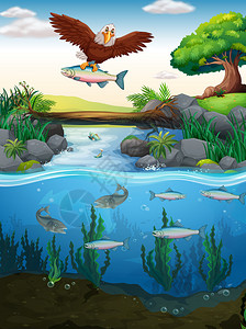 鹰在河里抓鱼的插图背景图片