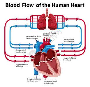 图表显示人的心脏图的血流图片