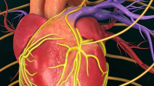 人体心脏解剖3d插图图片