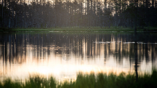 水中树木的抽象反射与日落颜色图片
